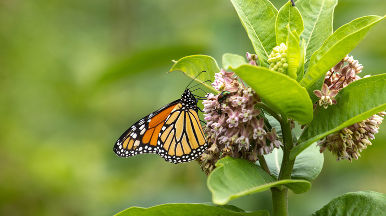 A monarch perches on common milkweed.
