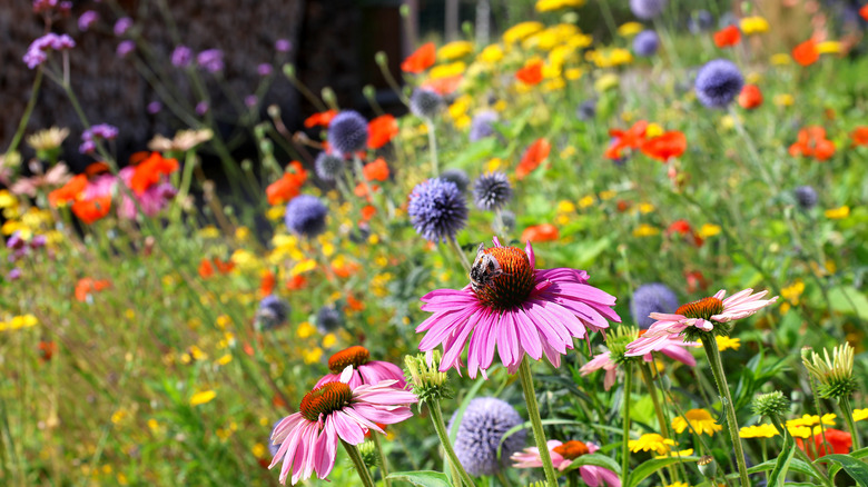 Wildflowers bloom in a garden.