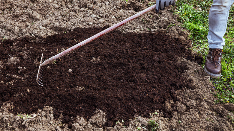 A person spreading compost over a garden bed using a metal rake