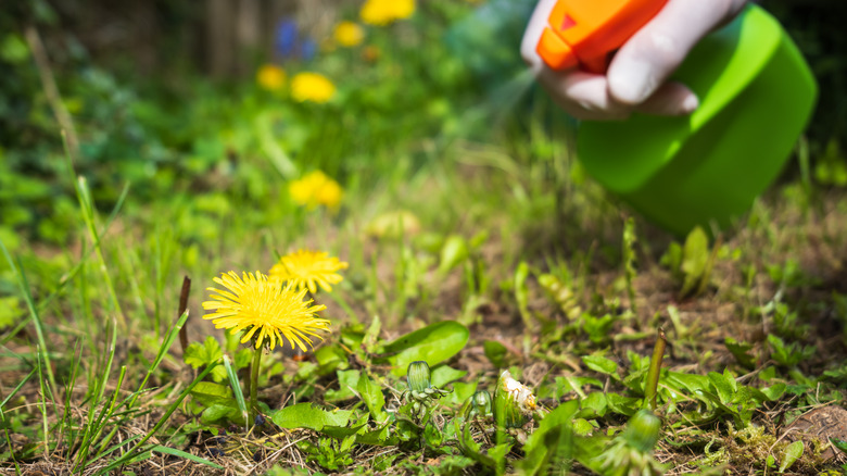 A person spraying dandelions with a sprayer bottle filled