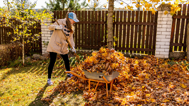 A woman in a tan-colored coat is raking yellow and brown leaves into a gray and orange wheelbarrow.