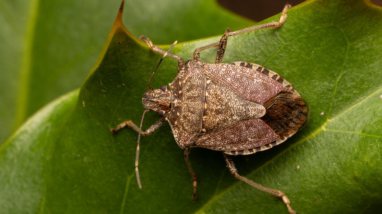 A brown oval bug with six thin legs sits on a green leaf.