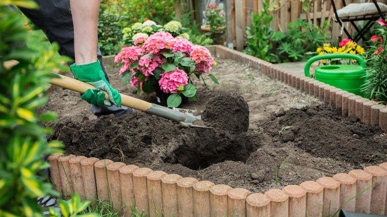 A man digs a hole for a hydrangea.