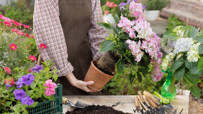 A gardener lifting a hydrangea bush out of a pot to plant it.