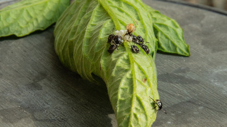 A close-up of black flea beetles and white larvae on a tomato leaf.