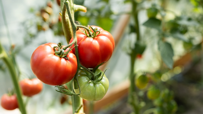 Ripe red tomatoes grow on a vine with unripe green tomatoes in a greenhouse.