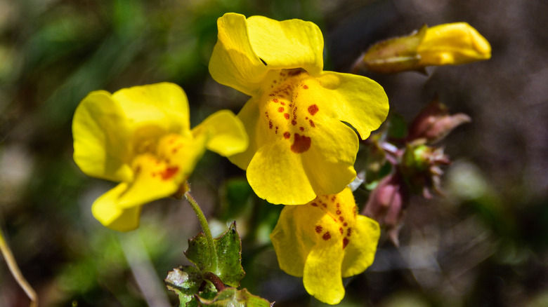 Monkey flowers bloom in a garden.