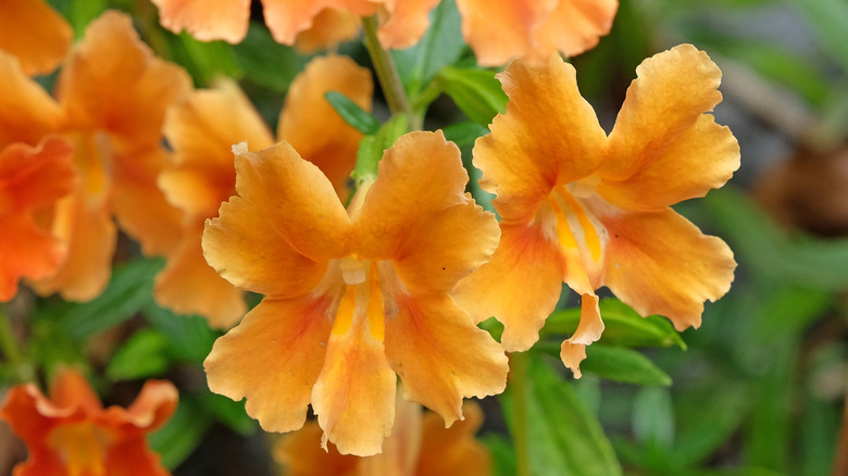 Orange monkey flowers bloom in a garden.