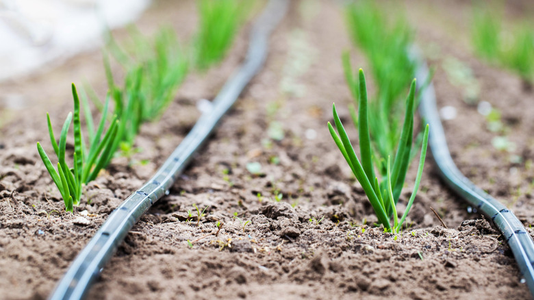 Drip irrigation runs along a garden bed, providing water to crops.