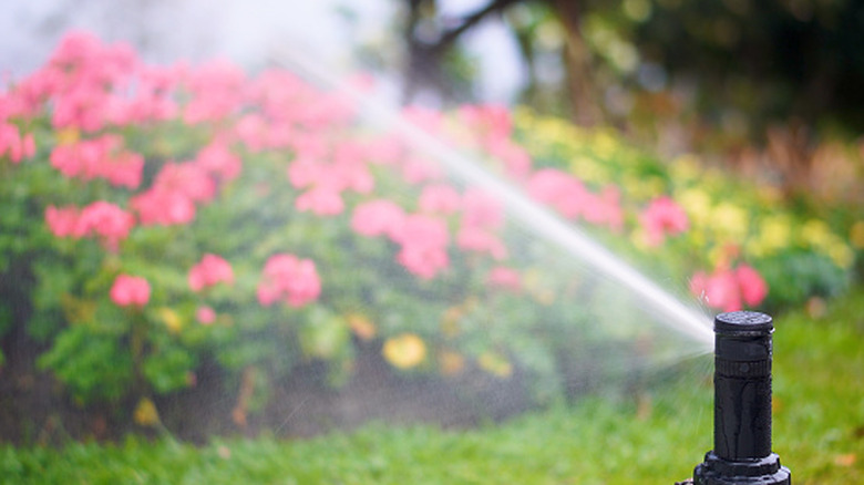 A sprinkler waters flowers in a garden.