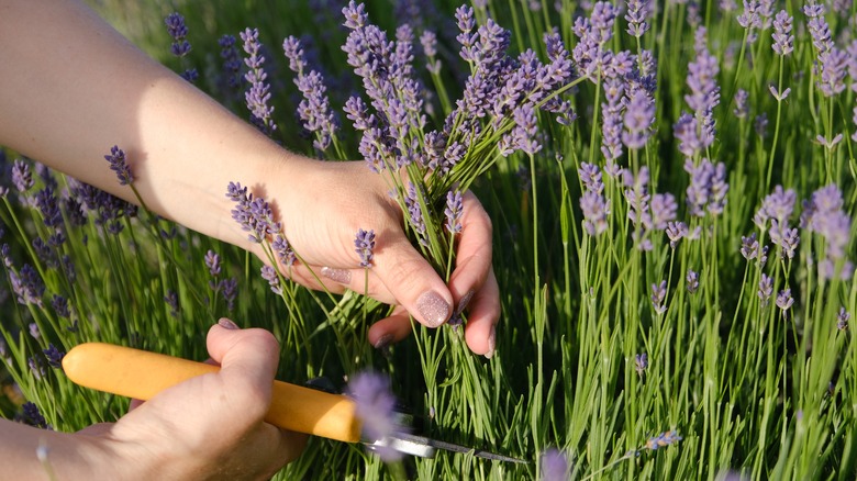Close-up picture of shears pruning a lavender plant.