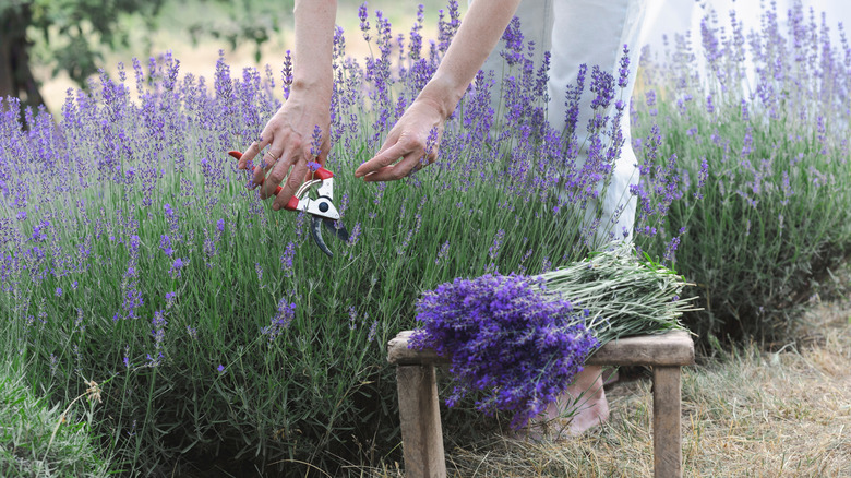 A gardener crouches down to prune lavender with a pile of pruned lavender in the foreground.