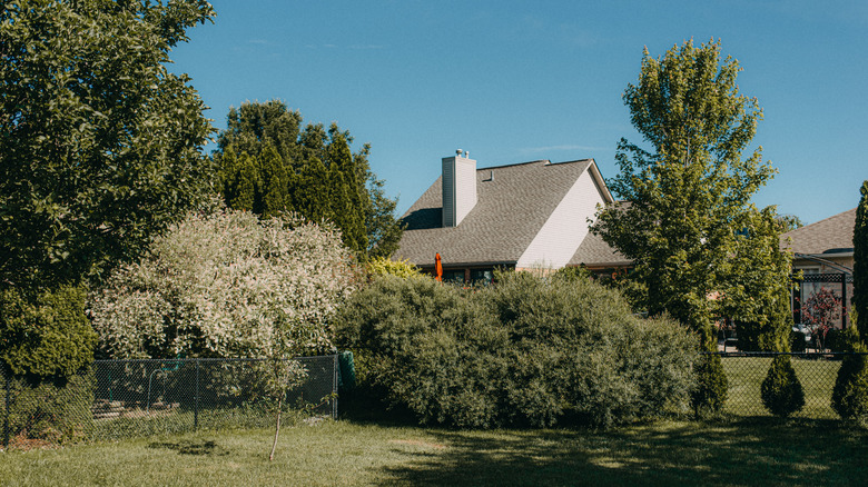 Trees and shrubs thrive in a backyard.