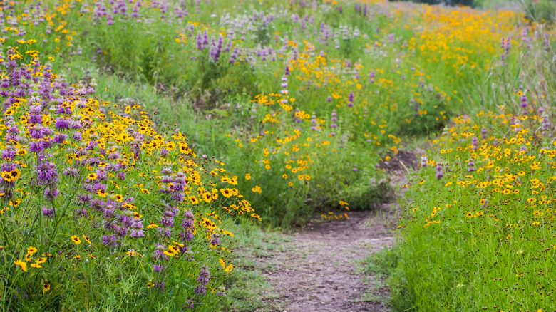 Wild flowers grow together along a narrow path.