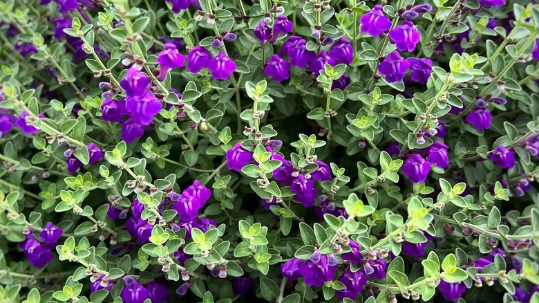 Purple Wright's skullcap flowers and green foliage