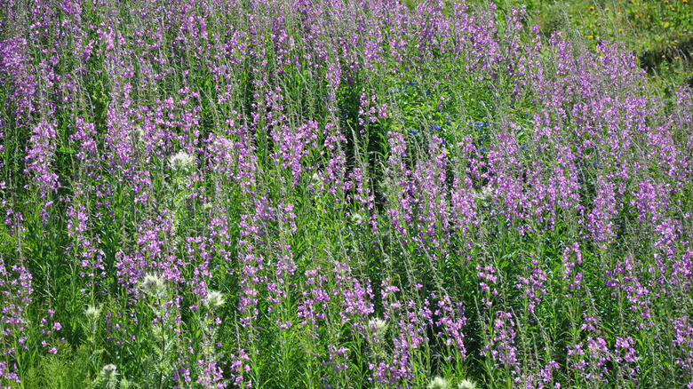 Purple skullcap flowers in a green field.