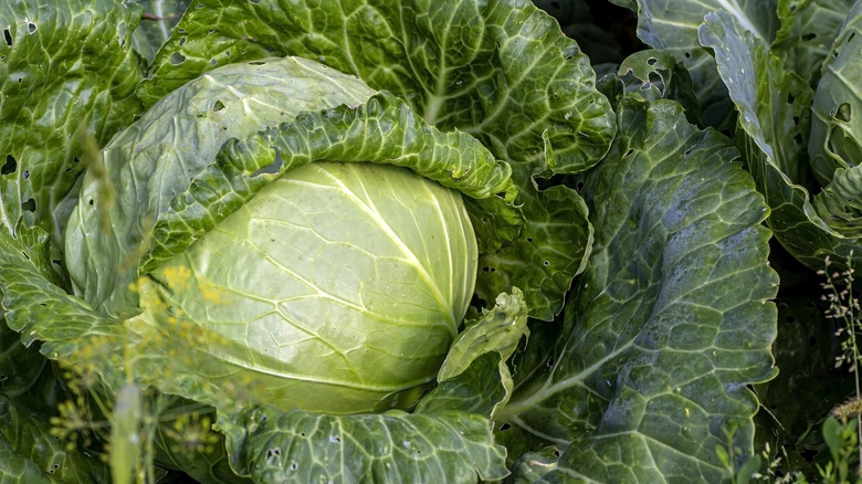 A large cabbage head grows in a garden. A few outer leaves have holes in them.