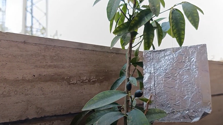 A square of tin foil hangs from a tree limb.