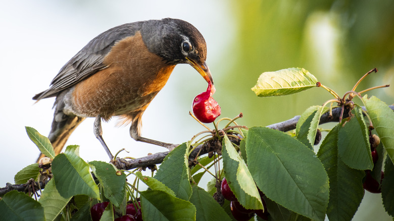 An American robin feeds on a cherry in a tree.