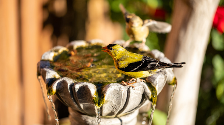 Water runs out of a dirty birdbath as two birds perch on the edge.