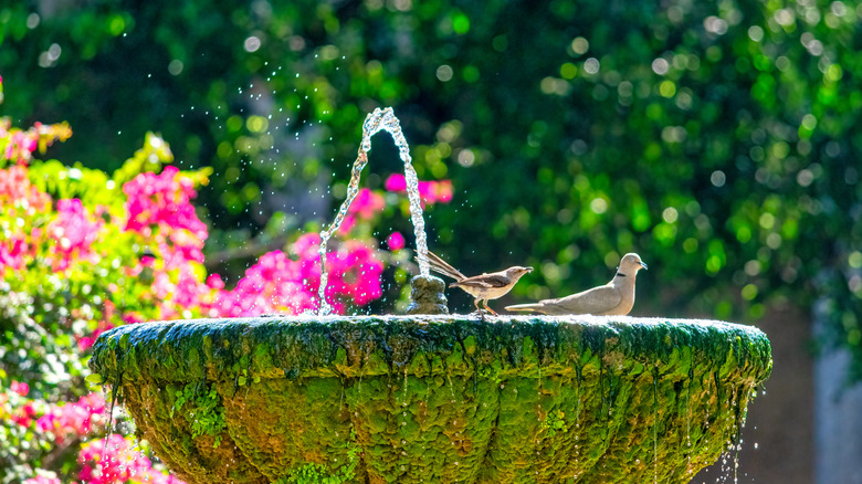 A fountain sprays at the center of a birdbath being visited by two birds.
