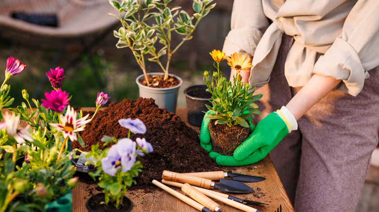 A gardener planting flowers in a garden