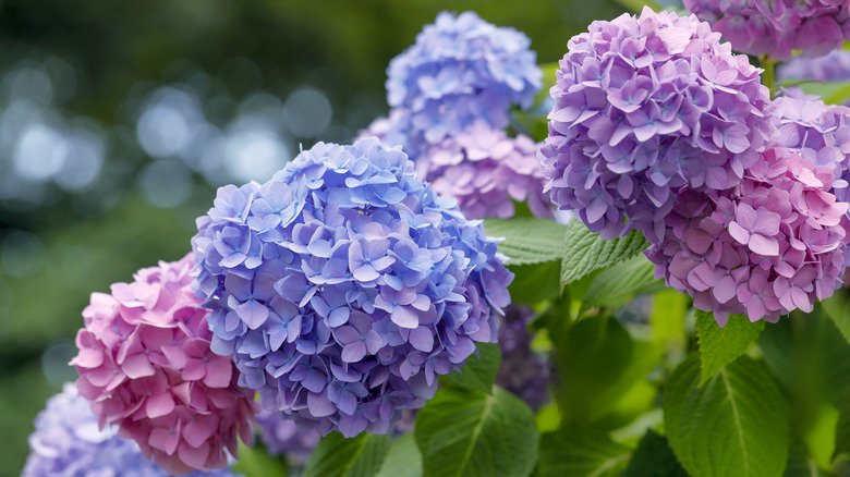 Purple, pink, and blue hydrangeas are in full bloom.