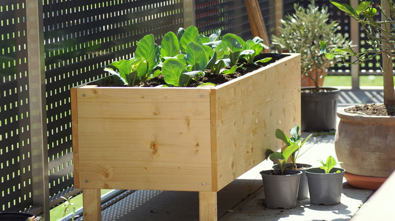 A raised vegetable bed made out of wood sits on a patio.