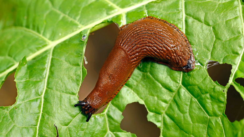 A slug eats a leaf.