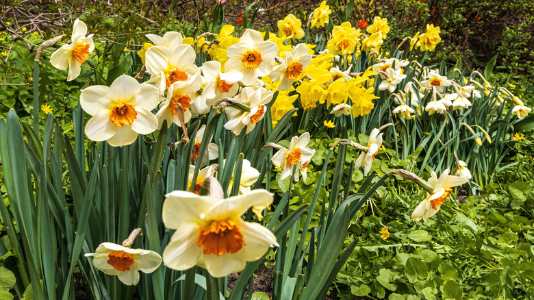Different color daffodils bloom in a garden.