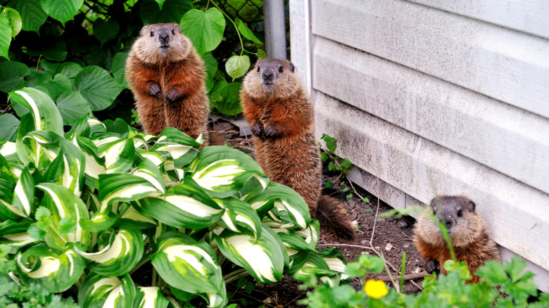 Three groundhogs peak out behind a patch of hostas next to the house in a garden.