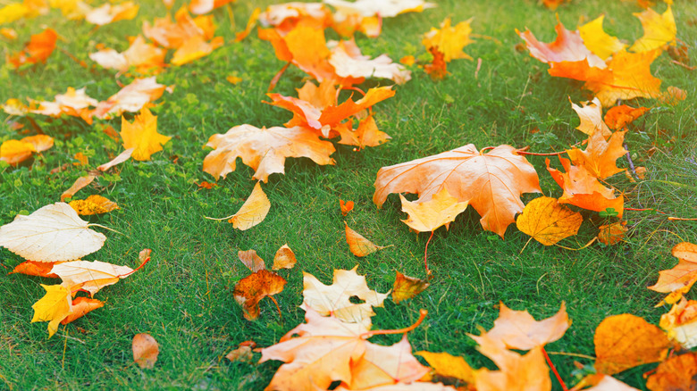 Close up view of golden leaves that have fallen on green grass.