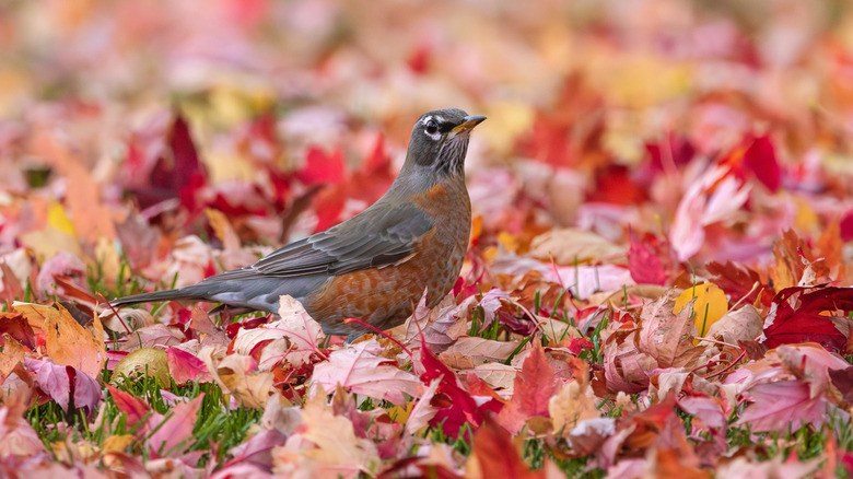 An American robin forages in autumn leaves.