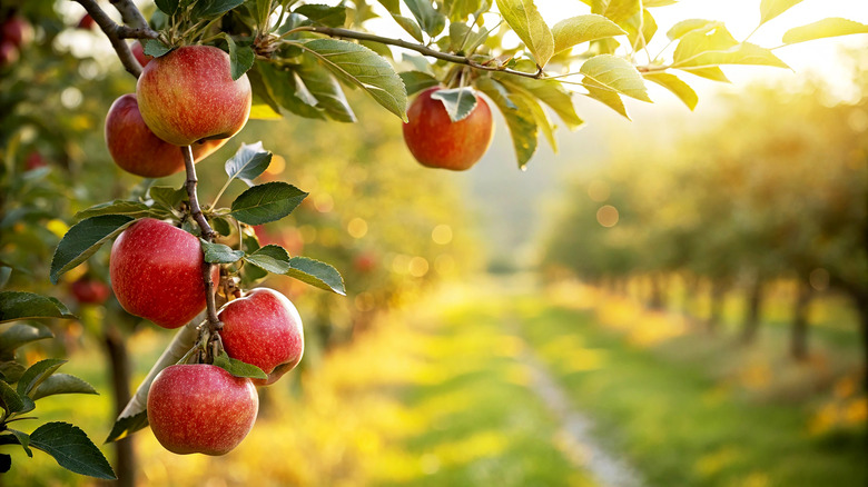 Apples ripen on a tree.
