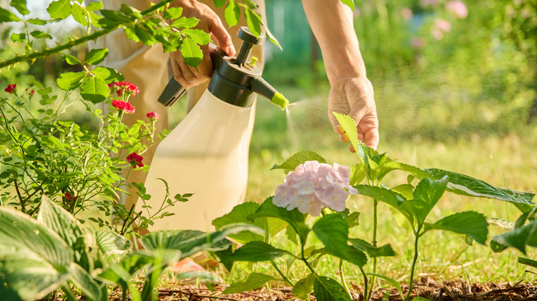 A gardener waters hydrangea plants in the morning with a spray bottle.