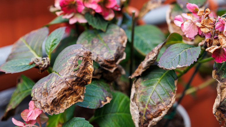 The leaves of a hydrangea plant are wilted and brown leaves.