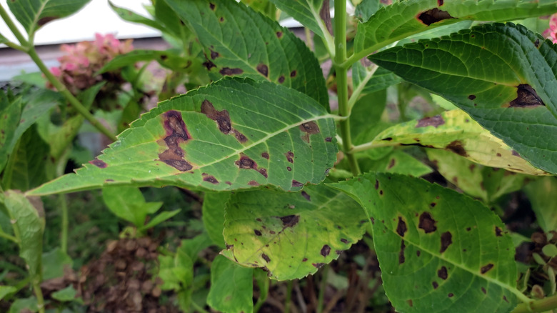 Hydrangea leaves have dark brown and black spots, showing signs of disease or pest damage
