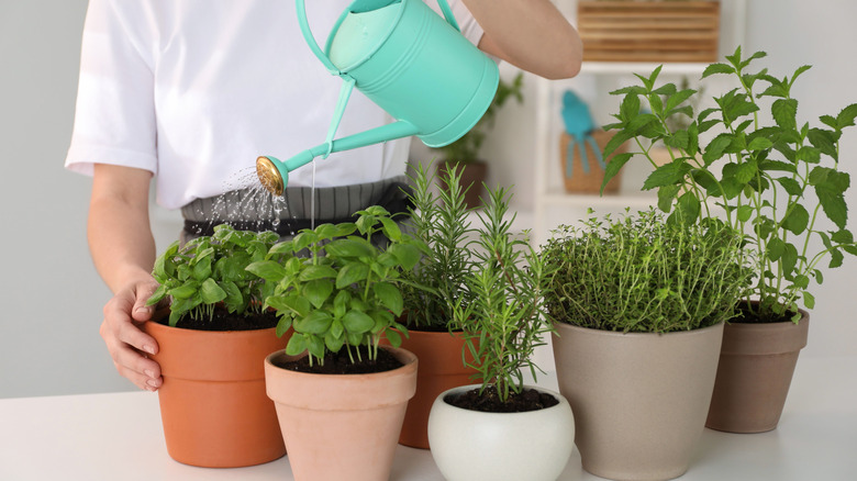 A gardener in a white shirt using a teal watering can to water herbs in terracotta pots