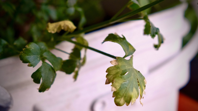 Closeup of a wilting and yellowing cilantro leaf in a white container