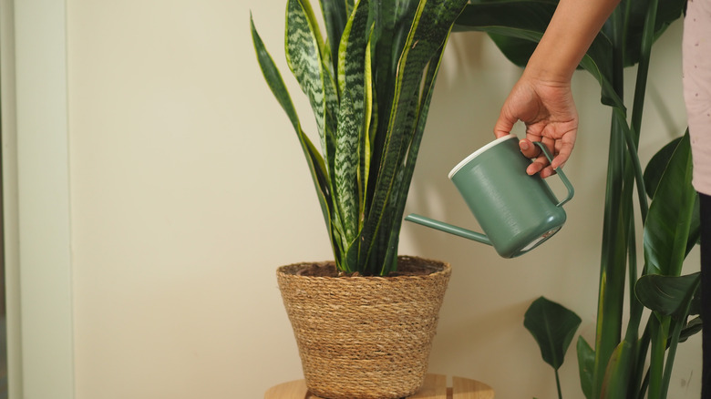 A person waters their snake plant.