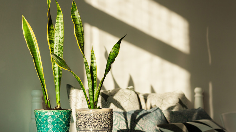 Healthy snake plants decorate a table in a cozy home.