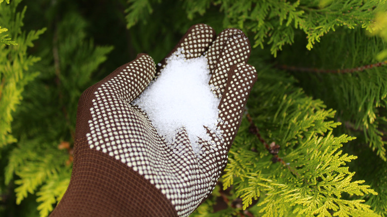 Gloved hand holds Epsom salt.