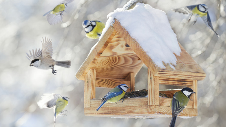Birds enjoy a bird feeder on a snowy day.