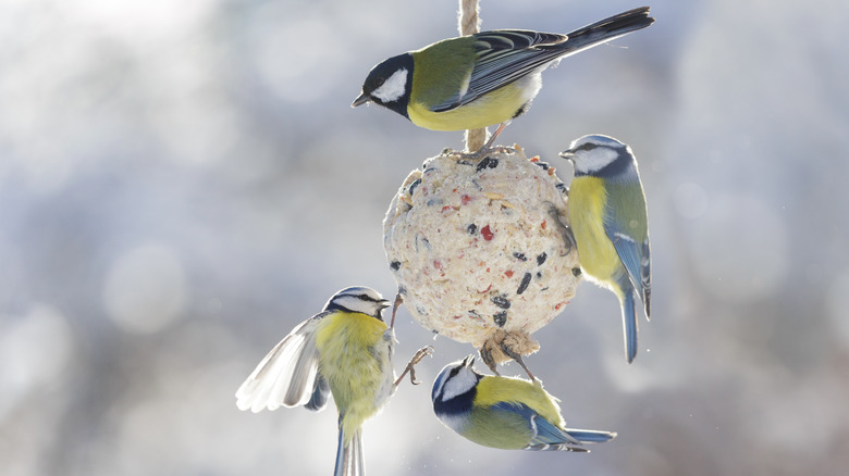 Birds enjoy of suet feeder.