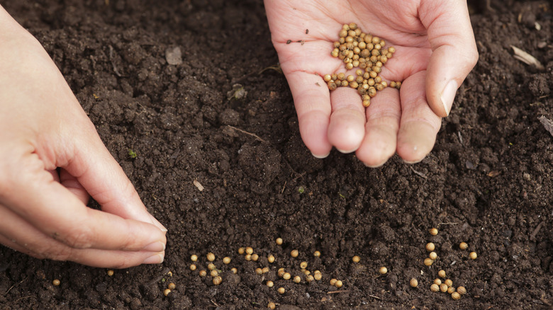 Cilantro seeds (coriander) are planted in the  ground.