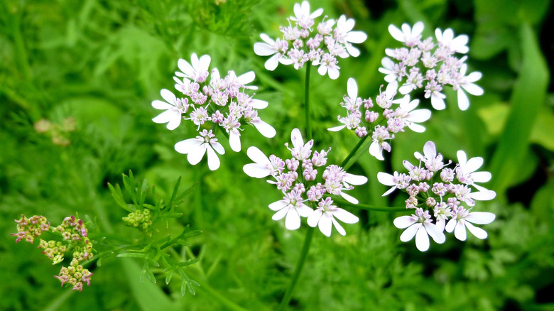 You Actually Should Let Cilantro Bolt - Here's Why