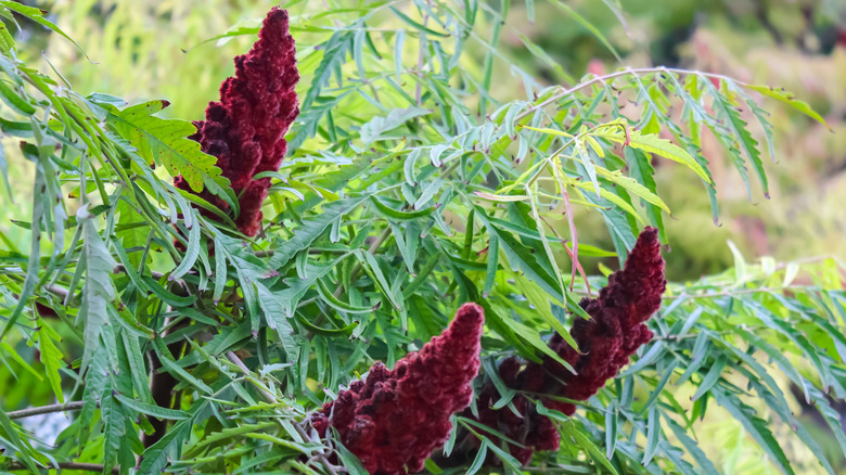 Staghorn sumac bush grows red bunches of blooms