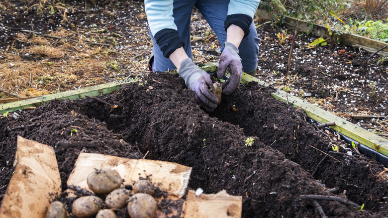 A woman plants potatoes in a garden bed.