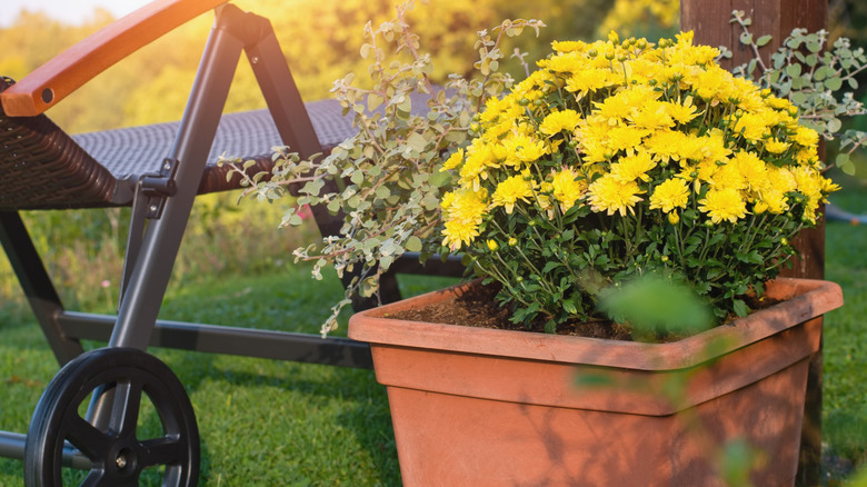 Yellow mums bloom in a planter.