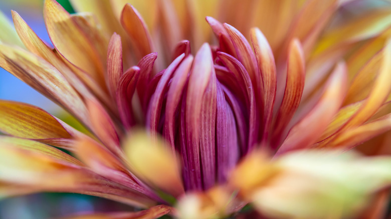A mum's flower is shown close up.